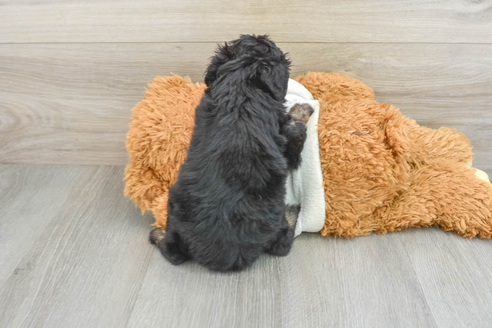 Little Mini Aussiepoo Poodle Mix Puppy