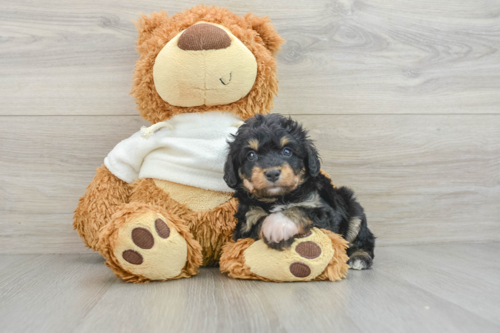 Small Mini Aussiedoodle Baby