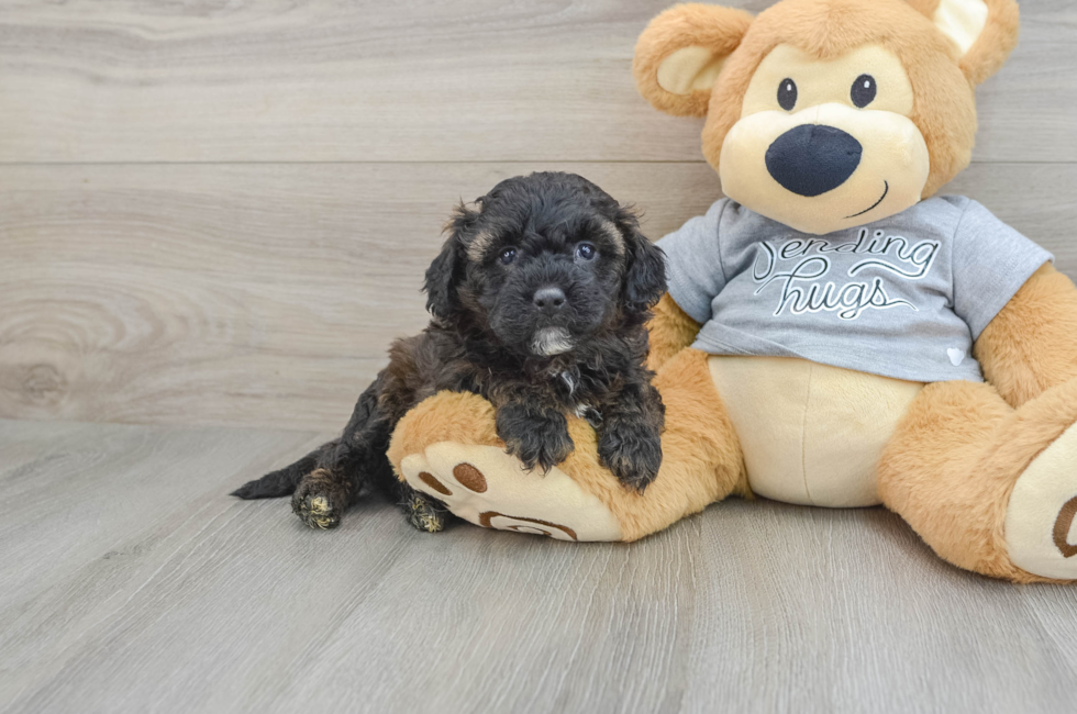 6 week old Mini Aussiedoodle Puppy For Sale - Simply Southern Pups