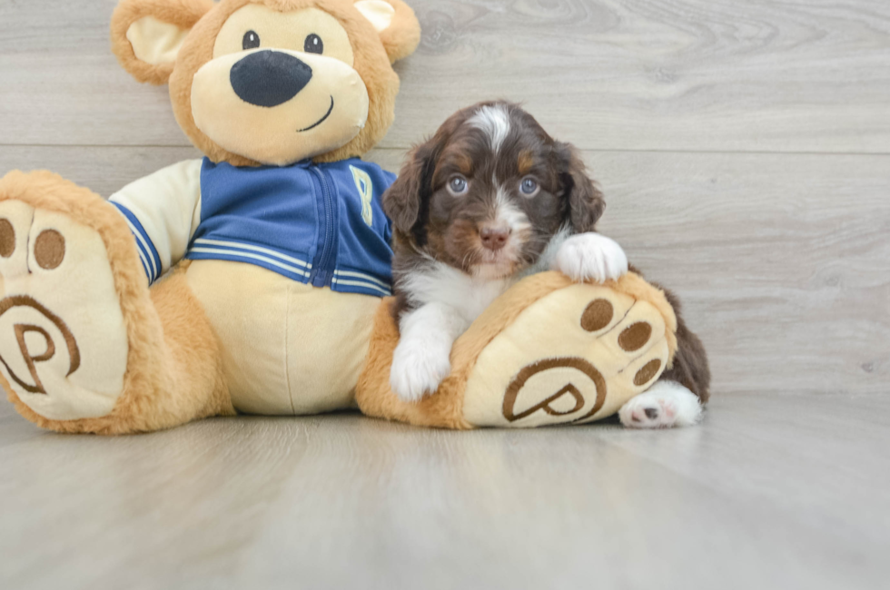 7 week old Mini Aussiedoodle Puppy For Sale - Simply Southern Pups