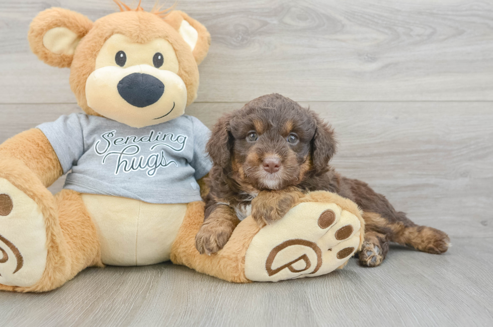 7 week old Mini Aussiedoodle Puppy For Sale - Simply Southern Pups