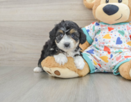 7 week old Mini Aussiedoodle Puppy For Sale - Simply Southern Pups