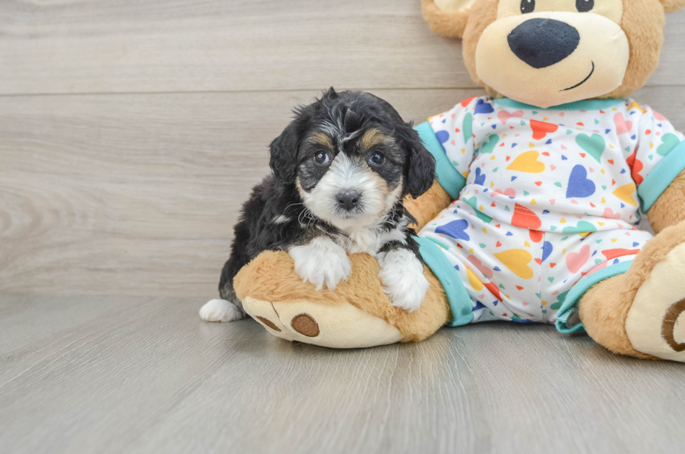 6 week old Mini Aussiedoodle Puppy For Sale - Simply Southern Pups