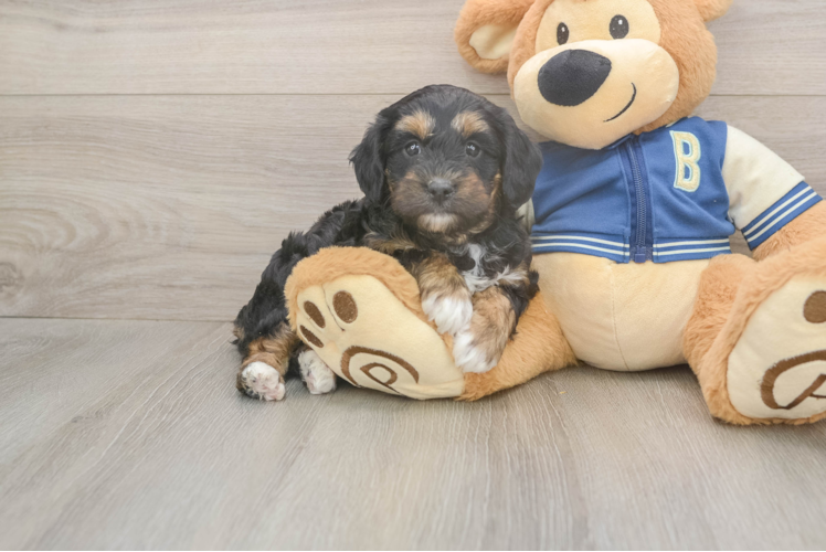 Little Mini Aussiepoo Poodle Mix Puppy