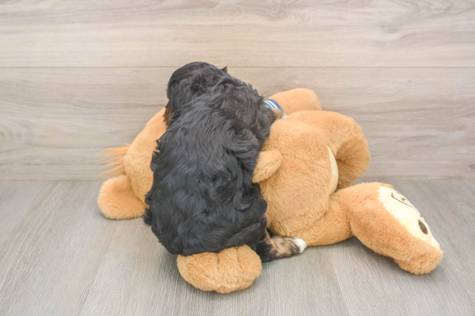 Meet Margo - our Mini Aussiedoodle Puppy Photo  3/3 - Simply Southern Pups Sweet Mini Aussiedoodle Baby