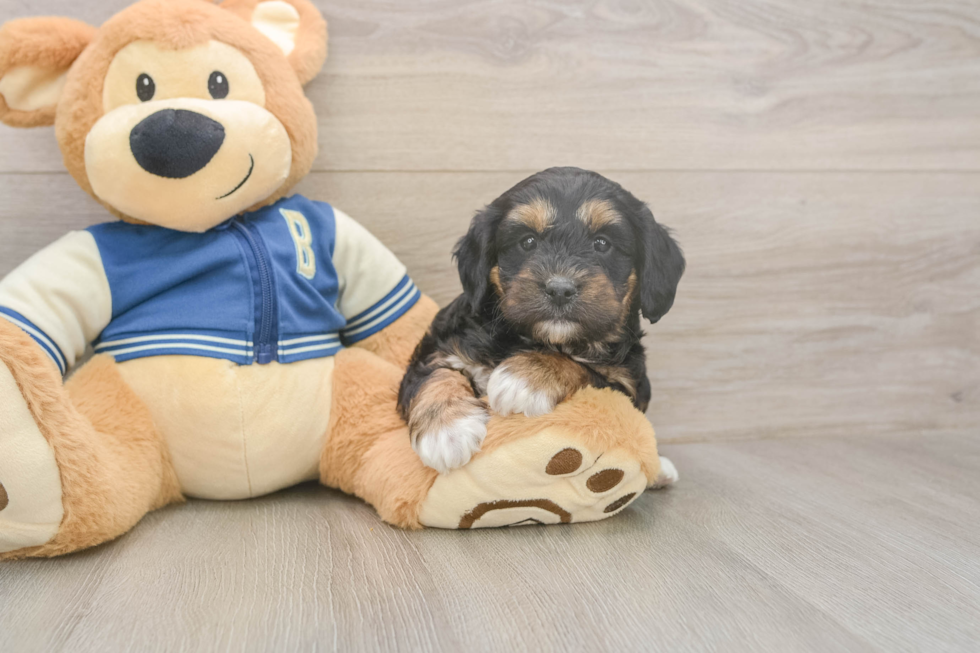 Meet Margo - our Mini Aussiedoodle Puppy Photo  2/3 - Simply Southern Pups Popular Mini Aussiedoodle Poodle Mix Pup