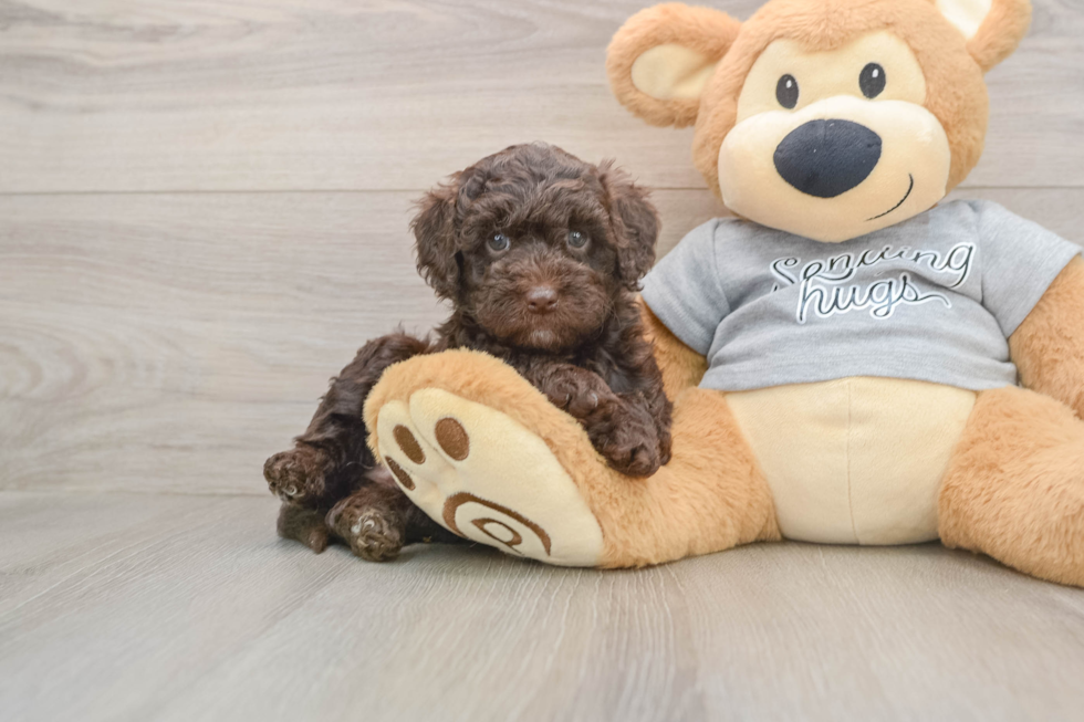 Funny Mini Aussiedoodle Poodle Mix Pup