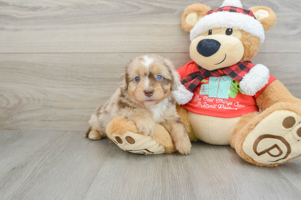 Small Mini Aussiedoodle Baby