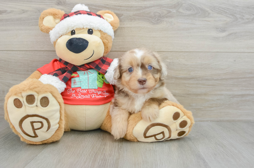 6 week old Mini Aussiedoodle Puppy For Sale - Simply Southern Pups