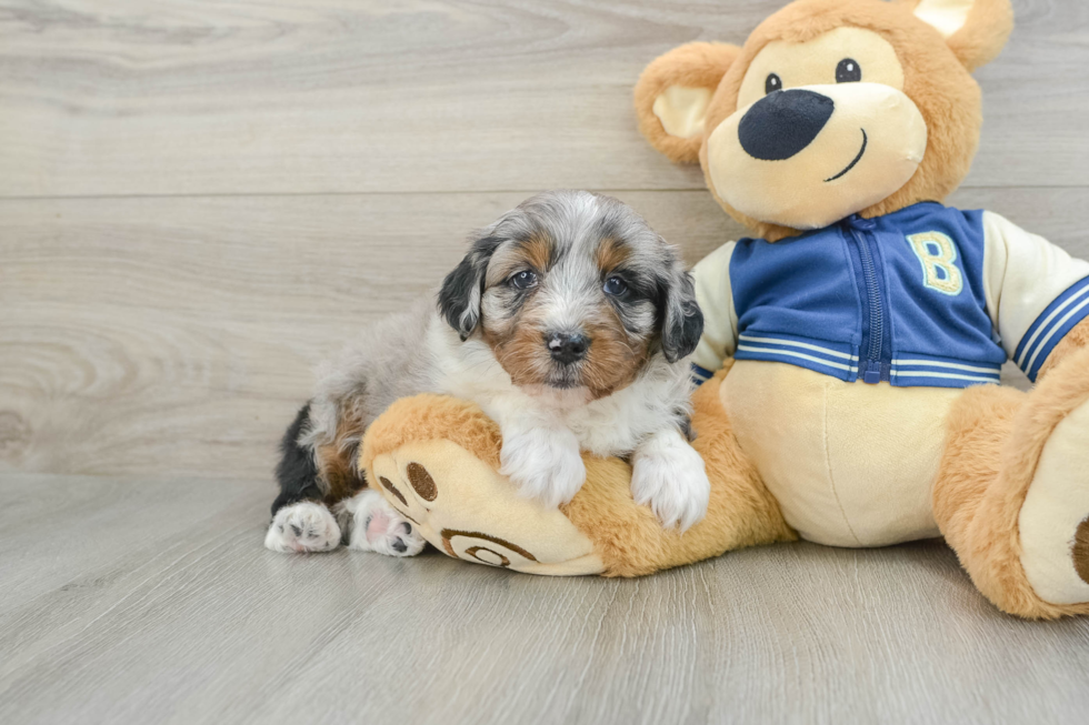 Mini Aussiedoodle Puppy for Adoption