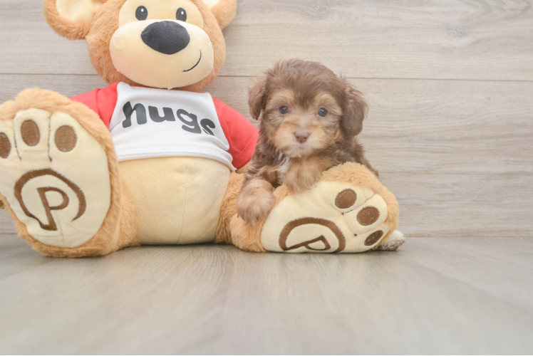 Mini Aussiedoodle Puppy for Adoption