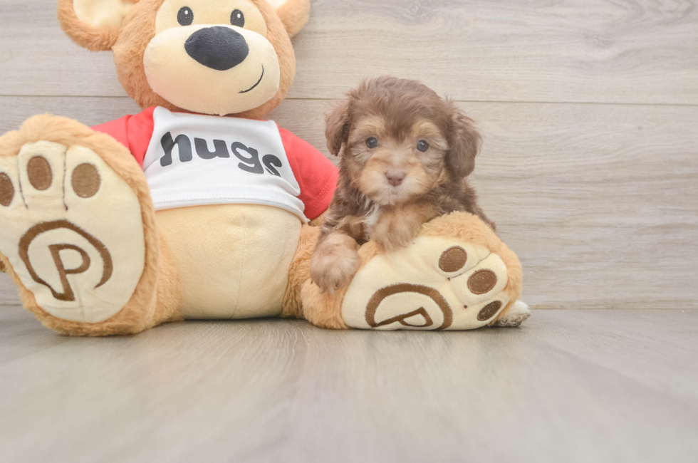 6 week old Mini Aussiedoodle Puppy For Sale - Simply Southern Pups