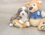 8 week old Mini Aussiedoodle Puppy For Sale - Simply Southern Pups