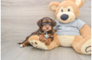 Hypoallergenic Aussiepoo Poodle Mix Puppy