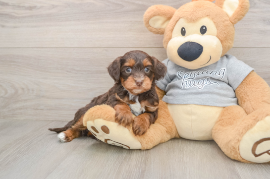 Hypoallergenic Aussiepoo Poodle Mix Puppy