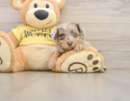 7 week old Mini Aussiedoodle Puppy For Sale - Simply Southern Pups