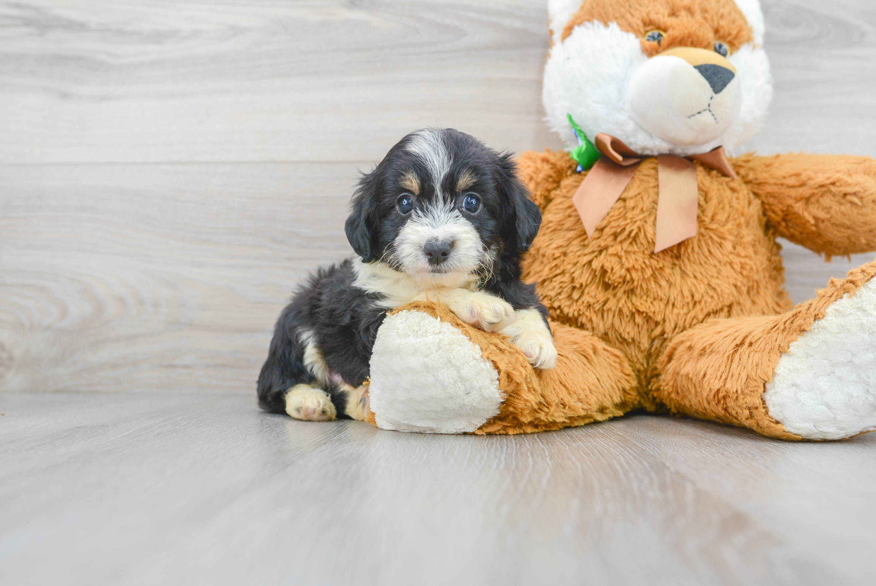 Toy aussiedoodle outlet puppies