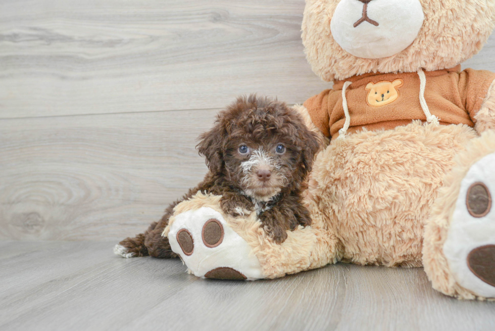 Best Mini Aussiedoodle Baby