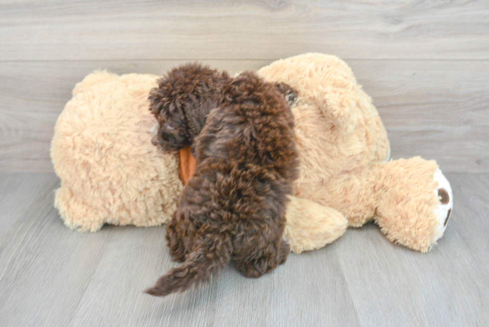 Sweet Mini Aussiedoodle Baby
