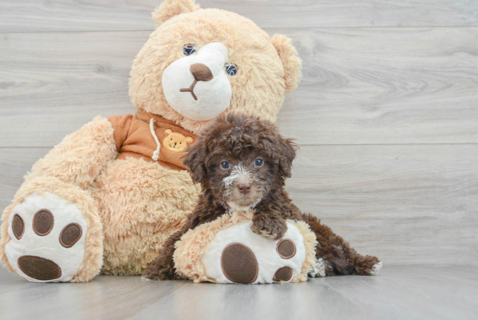 Energetic Aussiepoo Poodle Mix Puppy