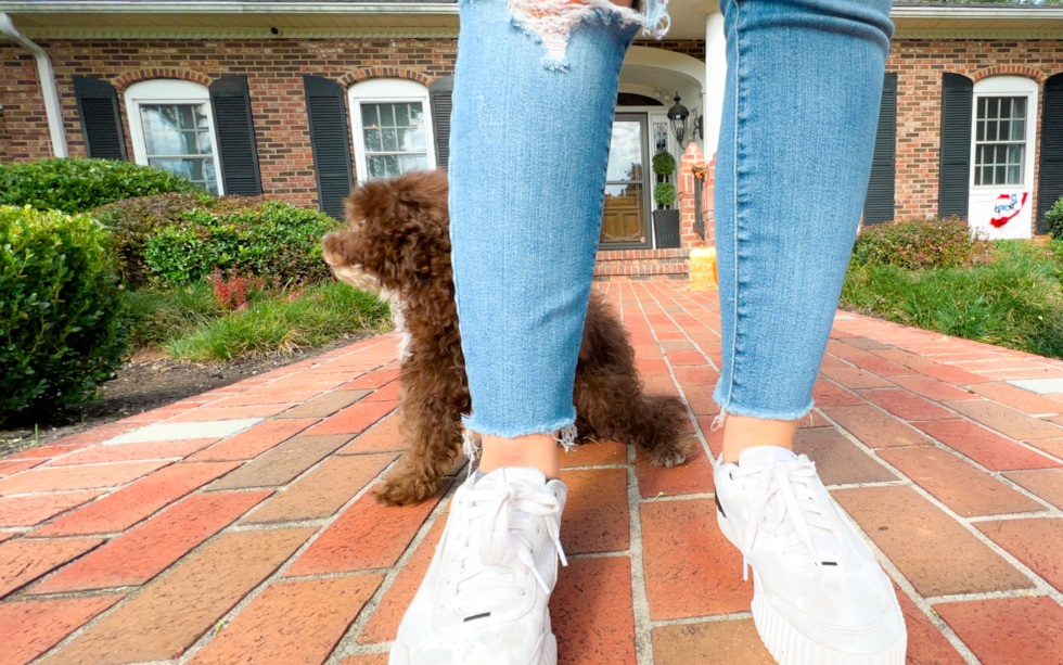 Mini Aussiedoodle Puppy for Adoption