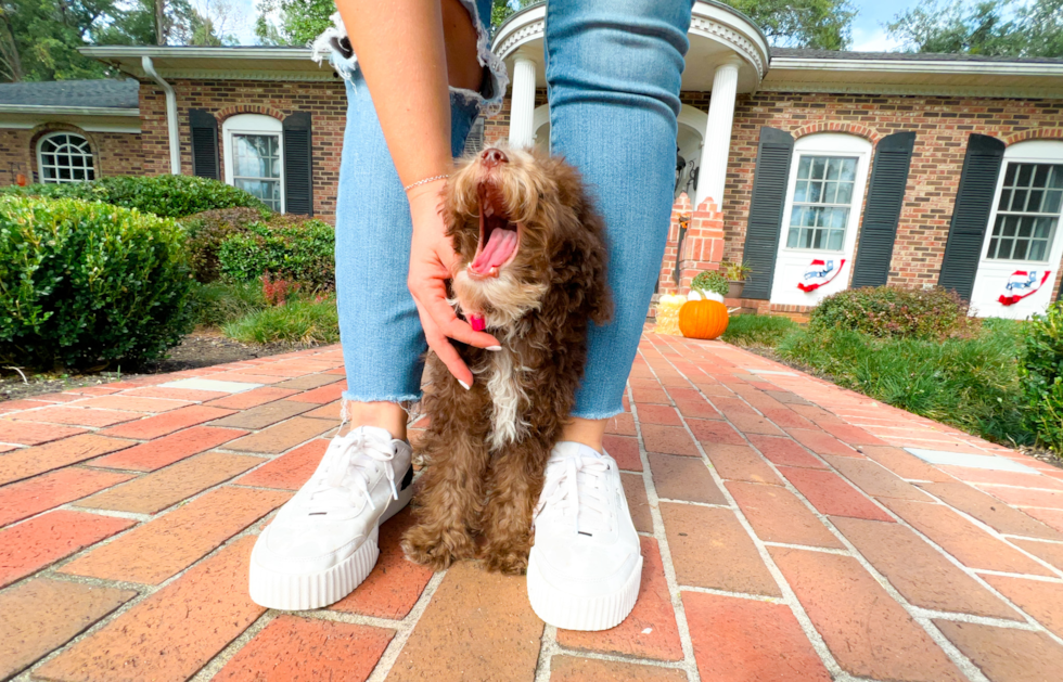 Cute Mini Aussiedoodle Poodle Mix Pup