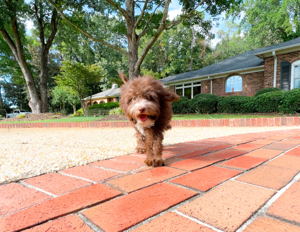 Cute Aussiepoo Poodle Mix Puppy