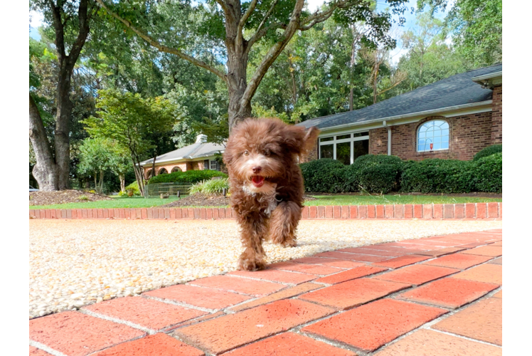 Mini Aussiedoodle Pup Being Cute