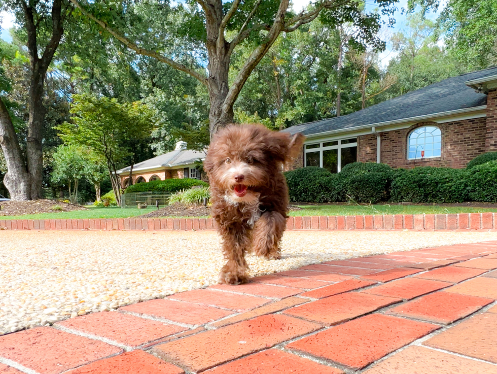 Mini Aussiedoodle Pup Being Cute