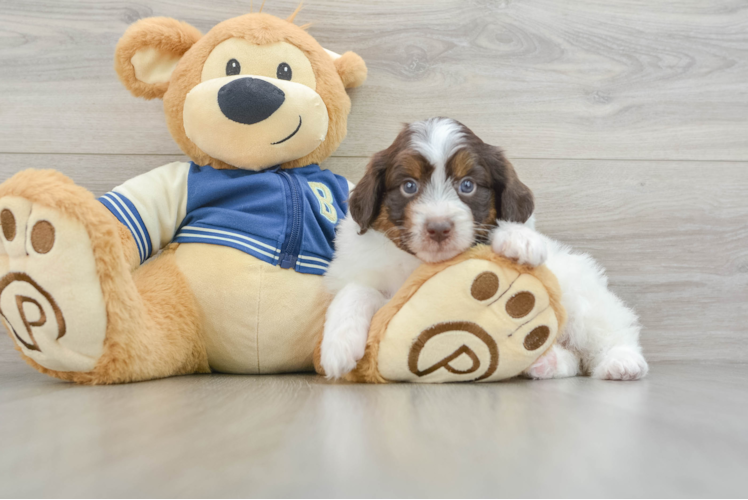 Popular Mini Aussiedoodle Poodle Mix Pup