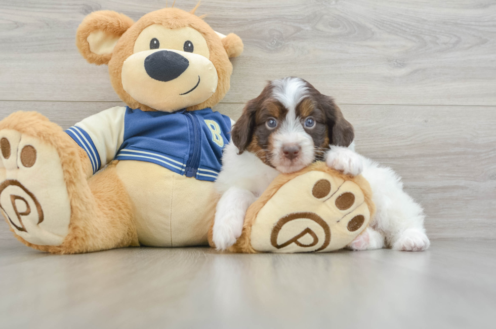 7 week old Mini Aussiedoodle Puppy For Sale - Simply Southern Pups