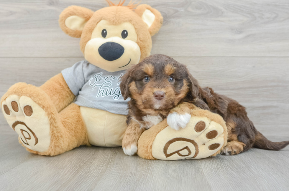 7 week old Mini Aussiedoodle Puppy For Sale - Simply Southern Pups