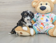 7 week old Mini Aussiedoodle Puppy For Sale - Simply Southern Pups