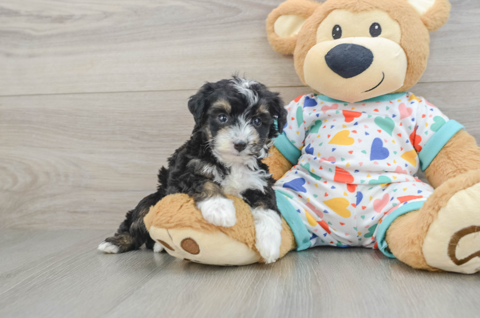 6 week old Mini Aussiedoodle Puppy For Sale - Simply Southern Pups