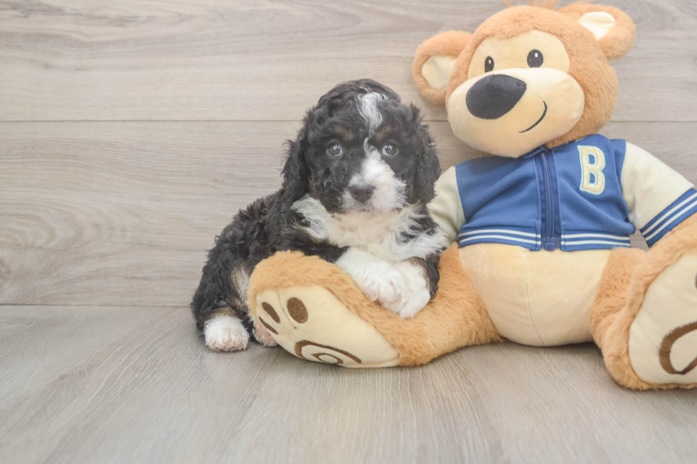 Meet Mary Lou - our Mini Aussiedoodle Puppy Photo  2/3 - Simply Southern Pups Smart Mini Aussiedoodle Poodle Mix Pup