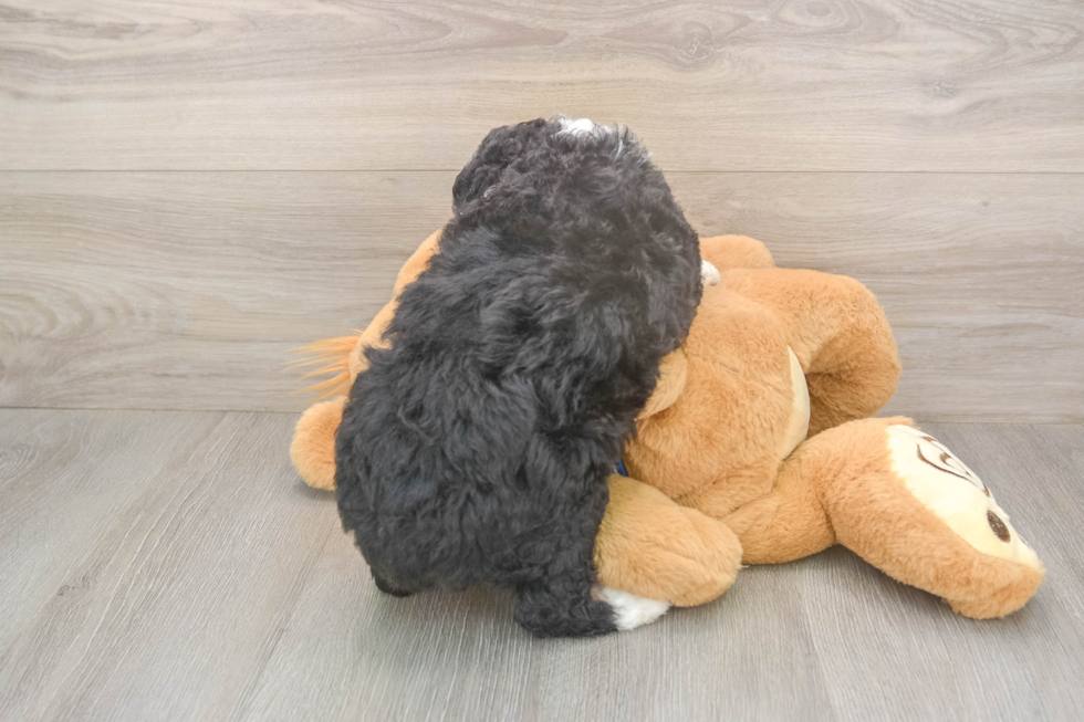 Meet Mary Lou - our Mini Aussiedoodle Puppy Photo  3/3 - Simply Southern Pups Mini Aussiedoodle Pup Being Cute