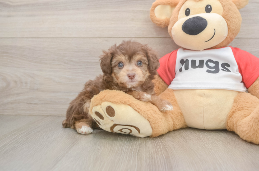 6 week old Mini Aussiedoodle Puppy For Sale - Simply Southern Pups