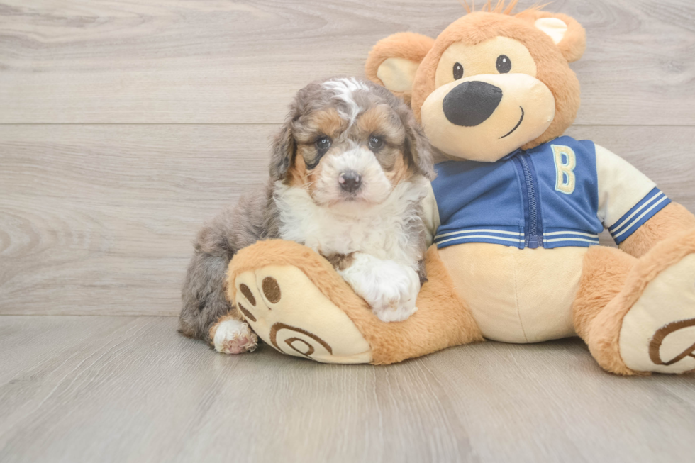 Meet Maybach - our Mini Aussiedoodle Puppy Photo  1/3 - Simply Southern Pups Mini Aussiedoodle Pup Being Cute