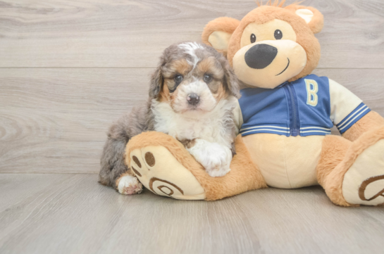 5 week old Mini Aussiedoodle Puppy For Sale - Simply Southern Pups Mini Aussiedoodle Pup Being Cute