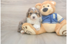 Meet Maybach - our Mini Aussiedoodle Puppy Photo  1/3 - Simply Southern Pups Mini Aussiedoodle Pup Being Cute