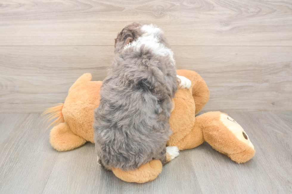 Meet Maybach - our Mini Aussiedoodle Puppy Photo  3/3 - Simply Southern Pups Popular Mini Aussiedoodle Poodle Mix Pup