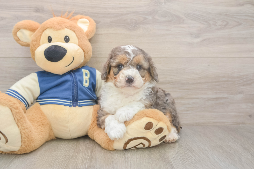 Meet Maybach - our Mini Aussiedoodle Puppy Photo  2/3 - Simply Southern Pups Best Mini Aussiedoodle Baby