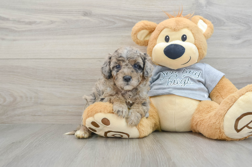 6 week old Mini Aussiedoodle Puppy For Sale - Simply Southern Pups