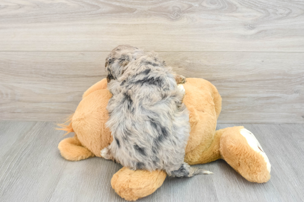 Mini Aussiedoodle Pup Being Cute