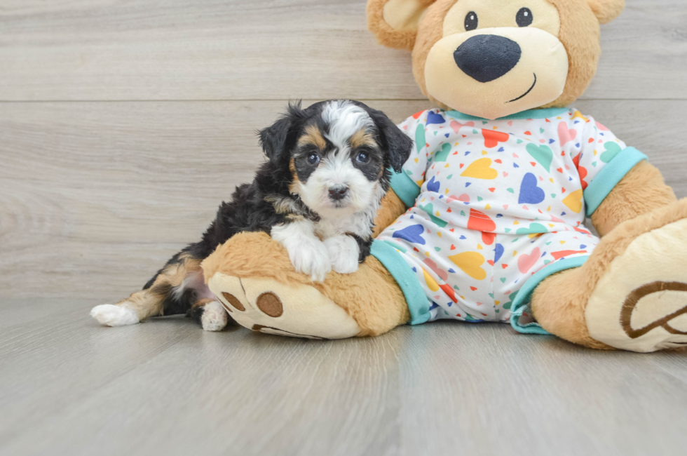 6 week old Mini Aussiedoodle Puppy For Sale - Simply Southern Pups