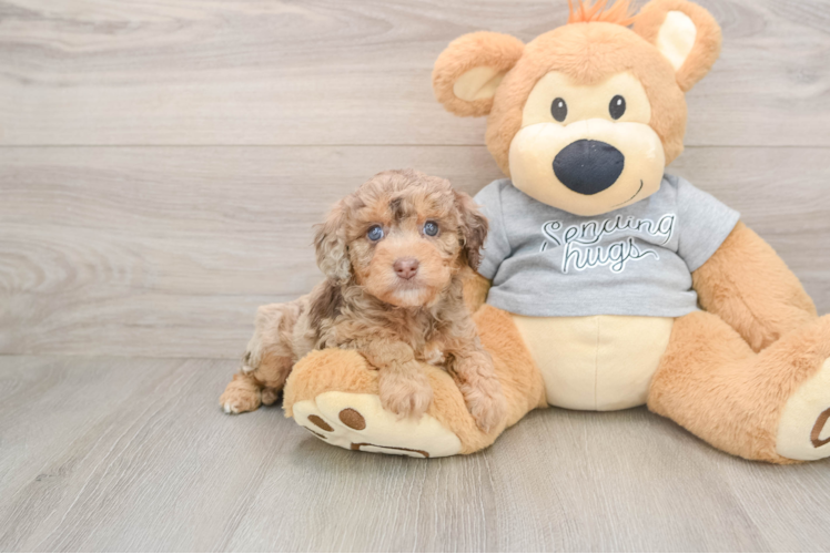Petite Mini Aussiedoodle Poodle Mix Pup