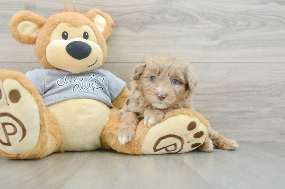 6 week old Mini Aussiedoodle Puppy For Sale - Simply Southern Pups