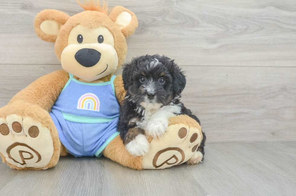 5 week old Mini Aussiedoodle Puppy For Sale - Simply Southern Pups