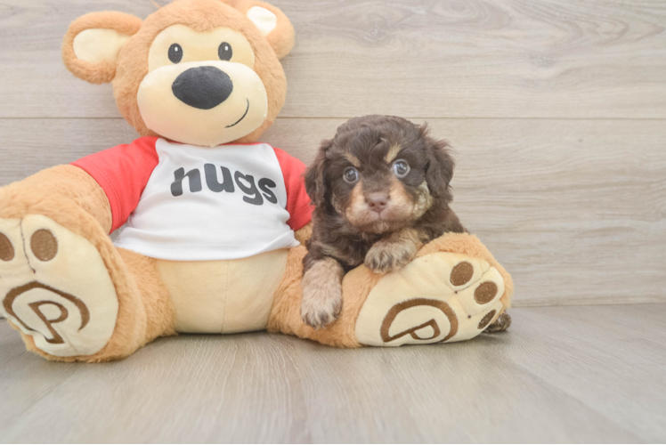 Hypoallergenic Aussiepoo Poodle Mix Puppy