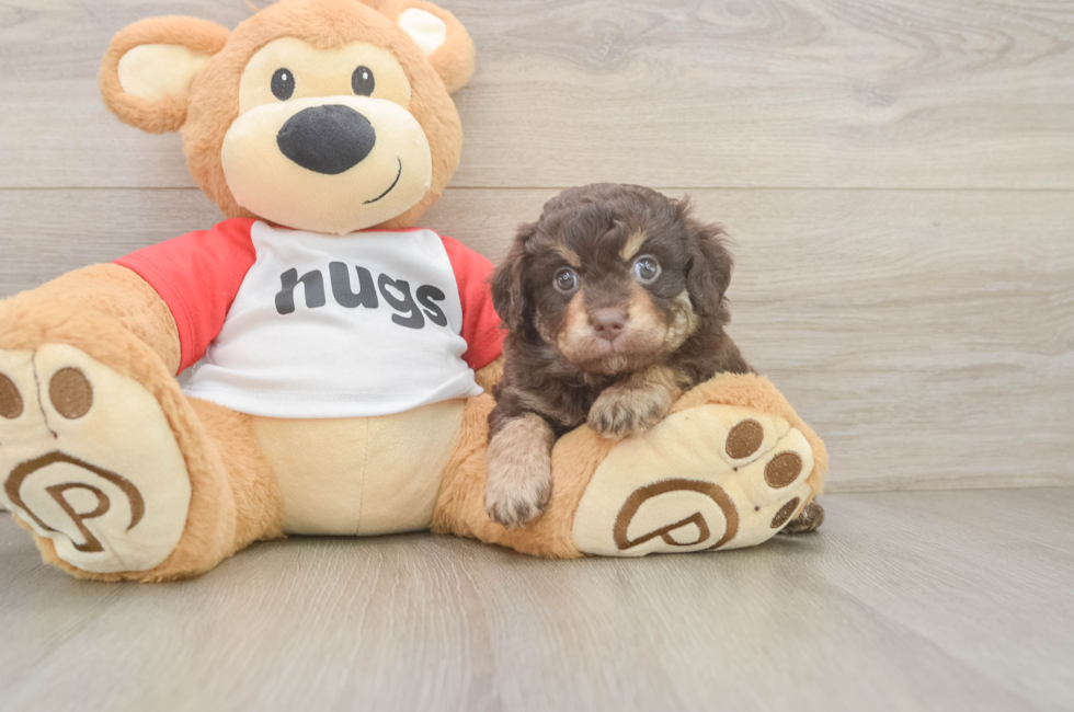 6 week old Mini Aussiedoodle Puppy For Sale - Simply Southern Pups